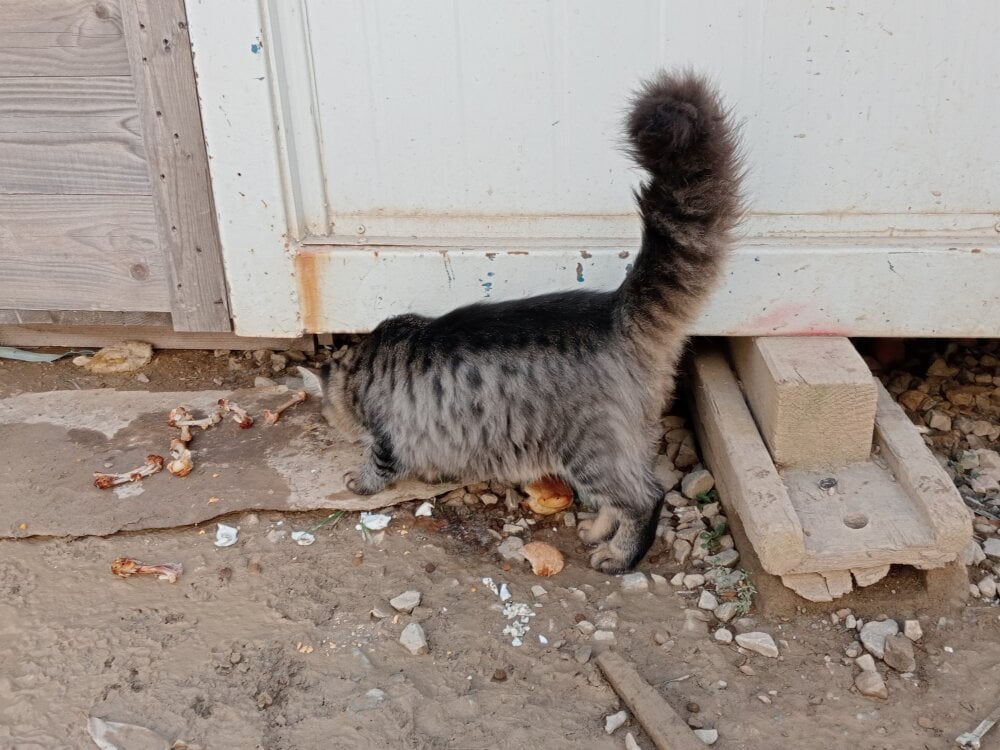 SikiciMalatya